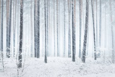 Kar fırtınasında çam ağaçlarıyla kaplı bir orman. Her daim yeşil olan ağaçlar. Atmosferik manzara. Idyllic kırsal kesim. Kış Harikalar Diyarı. Panoramik manzara. Saf doğa, iklim değişikliği, mevsimler