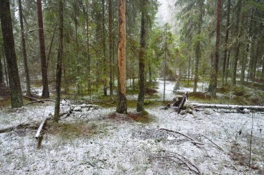 Evergreen çam ve yosunlu huş ağaçları beyaz bir siste. Ormandaki ilk kar, altın yapraklar, Finlandiya. Ağaç kütükleri yakın plan. Atmosferik manzara. Mevsimler, iklim değişikliği, çevre koruma