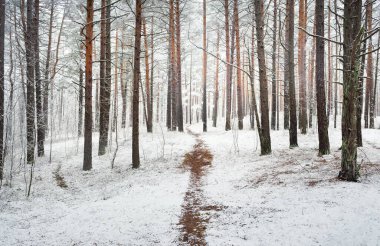 Sonsuz yeşil ormanın tepelerinde sisli bir yol. Güçlü çam ağaçları, ladin, köknar ağaçları ilk kar ile kaplı. Kış başlangıcı. Atmosferik manzara. Ekoloji, İskandinav yürüyüşü, doğa, mevsimler