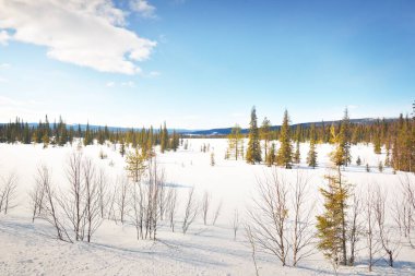 Genç çam ağaçları ve açık bir günde kar fırtınasından sonra donmuş bir göl. Arka planda dağ zirveleri var. Idyllic kış manzarası. Ekoloji, çevre, iklim değişikliği, küresel ısınma. Finlandiya, Laponya