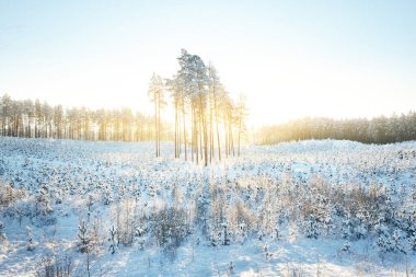 Tepedeki uzun çam ağaçları ve gün doğumunda kar fırtınasından sonra küçük köknar ağaçları, yakın çekim. Kış Harikalar Diyarı. Kuzey kozalaklı ormanlarda ormanların tahrip edilmesi. Finlandiya 'da çevre koruma