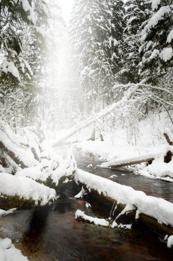 Karla kaplı çam ormanının resimli manzarası ve kristal berrak suyla küçük bir dere. Idyllic kırsal alan. Kış Harikalar Diyarı. Spruce ağaçları yakın plan. Mevsimler, iklim değişikliği, saf doğa.