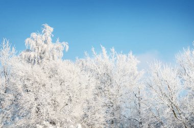Kar kaplı ağaçlar, kar fırtınasından sonra açık mavi gökyüzüne karşı, ağaçların dallarında donma, yakın çekim. Kış Harikalar Diyarı. Hava, iklim değişikliği, doğa, çevre, doğal zemin, doku
