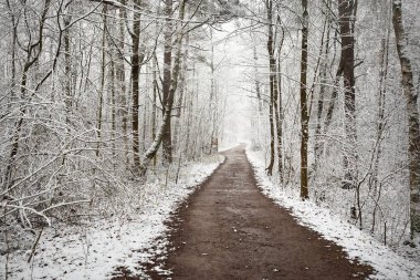 Bir kar fırtınasından sonra (kırsal yol) sonsuz yeşil ormanın içinden geçerek. İlk karla kaplı güçlü ağaçlar. Atmosferik manzara. Idyllic kırsal kesim. Kış Harikalar Diyarı. Saf doğa, iklim, mevsimler