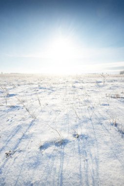 Kar fırtınasından sonra karla kaplı alanın panoramik görüntüsü. Çalılar yakın plan. Gün ortası güneşi. Açık mavi gökyüzü. Buz çölü. Kış Harikalar Diyarı. Noel tatilleri, küresel ısınma teması. Laponya, Finlandiya