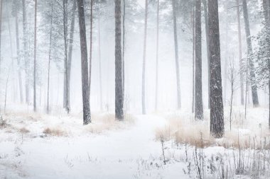 Karla kaplı çam ağaçları arasında kar fırtınasında bir patika. Her daim yeşil olan ağaçlar. Atmosferik manzara. Idyllic kırsal kesim. Kış Harikalar Diyarı. Saf doğa, iklim değişikliği, mevsimler
