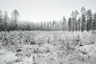 Karla kaplı Evergreen ormanının panoramik manzarası. Genç çam, köknar, çam ağaçları. Kış Harikalar Diyarı. Noel, mevsimler, doğa, manzara, çevre koruma, yeniden ağaçlandırma, eko-turizm