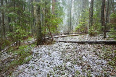 Genç yeşil köknar, her zaman yeşil çam ve yosunlu huş ağaçları beyaz bir siste. Finlandiya 'daki ilk kar ormanı. Ağaç kütükleri yakın plan. Atmosferik manzara. Mevsimler, iklim değişikliği, çevre koruma