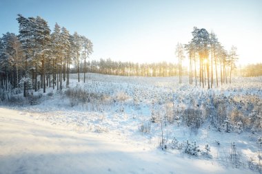 Tepedeki uzun çam ağaçları ve gün doğumunda kar fırtınasından sonra küçük köknar ağaçları, yakın çekim. Kış Harikalar Diyarı. Kuzey kozalaklı ormanlarda ormanların tahrip edilmesi. Finlandiya 'da çevre koruma