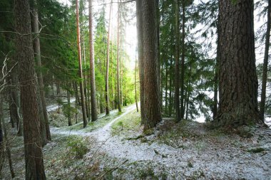 Karla kaplı tepenin içinden geçen karışık kozalaklı bir orman, yeşil çam ve çam ağaçları, yakın ağaç kütükleri. Ağaç gövdelerinin arasından gün ışığı. Kırsal kesimde kış manzarası. Finlandiya