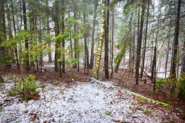 Genç yeşil köknar, her zaman yeşil çam ve yosunlu huş ağaçları beyaz bir siste. Finlandiya 'daki ilk kar ormanı. Ağaç kütükleri yakın plan. Atmosferik manzara. Mevsimler, iklim değişikliği, çevre koruma