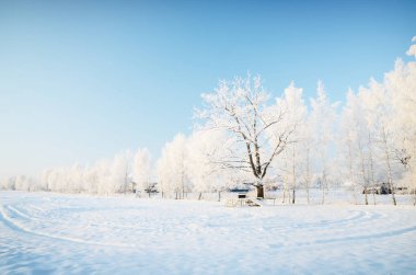 Açık bir günde karla kaplı ormanın (eski şehir parkı) resimli panoramik manzarası. Ağaç donundaki ağaçlar yakın plan. Kış Harikalar Diyarı. Mevsimler, iklim değişikliği, saf doğa, ekoloji, çevre