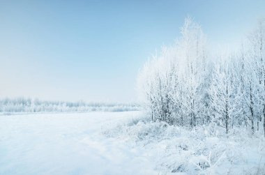Açık bir günde karla kaplı ormanın (eski şehir parkı) resimli panoramik manzarası. Ağaç donundaki ağaçlar yakın plan. Kış Harikalar Diyarı. Mevsimler, iklim değişikliği, saf doğa, ekoloji, çevre