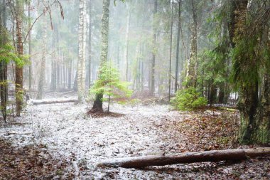 Genç yeşil köknar, her zaman yeşil çam ve yosunlu huş ağaçları beyaz bir siste. Finlandiya 'daki ilk kar ormanı. Ağaç kütükleri yakın plan. Atmosferik manzara. Mevsimler, iklim değişikliği, çevre koruma