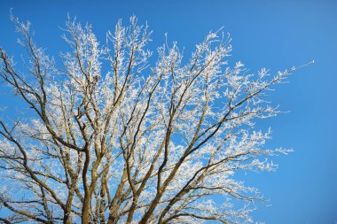 Kar fırtınasından sonra uzun yaprak döken ağaçların alçak açılı görüntüsü, yakın plan ağaç gövdeleri. Dalların üzerinde don var. Açık mavi gökyüzü. Ilık güneş ışığı. Letonya