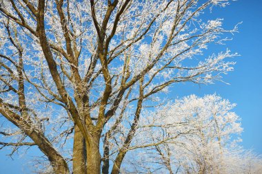 Kar fırtınasından sonra uzun yaprak döken ağaçların alçak açılı görüntüsü, yakın plan ağaç gövdeleri. Dalların üzerinde don var. Açık mavi gökyüzü. Ilık güneş ışığı. Letonya
