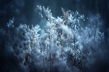 Orman zeminindeki kurumuş bitkiler, yakın plan. Sabah sisi. Sonbaharda ilk kar. Mevsimler, iklim değişikliği, ekoloji. Makro fotoğrafçılık
