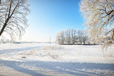 Köyde karla kaplı köy yolu, araba ve insan izleri var. Kış mevsiminde uzun ağaçlar, sıcak güneş ışığı. Açık kış günü. Letonya