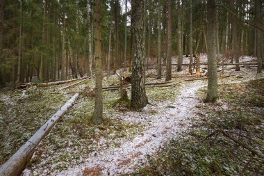 Karla kaplı tepenin içinden geçen karışık kozalaklı bir orman, yeşil çam ve çam ağaçları, yakın ağaç kütükleri. Ağaç gövdelerinin arasından gün ışığı. Karanlık kış sahnesi. Finlandiya