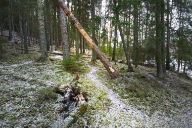Karla kaplı tepenin içinden geçen karışık kozalaklı bir orman, yeşil çam ve çam ağaçları, yakın ağaç kütükleri. Ağaç gövdelerinin arasından gün ışığı. Kırsal kesimde kış manzarası. Finlandiya