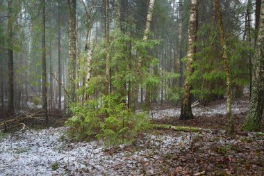 Genç yeşil köknar, her zaman yeşil çam ve yosunlu huş ağaçları beyaz bir siste. Finlandiya 'daki ilk kar ormanı. Ağaç kütükleri yakın plan. Atmosferik manzara. Mevsimler, iklim değişikliği, çevre koruma