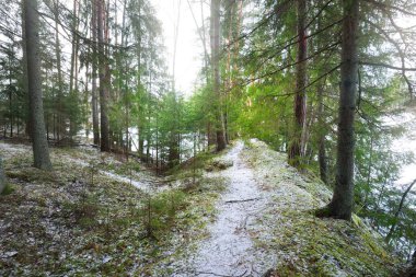 Karla kaplı tepenin içinden geçen karışık kozalaklı bir orman, yeşil çam ve çam ağaçları, yakın ağaç kütükleri. Ağaç gövdelerinin arasından gün ışığı. Kırsal kesimde kış manzarası. Finlandiya