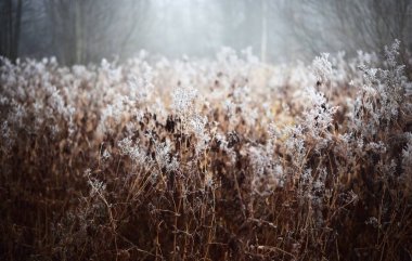 Orman zeminindeki kurumuş bitkiler, yakın plan. Sabah sisi. Sonbaharda ilk kar. Mevsimler, iklim değişikliği, ekoloji. Makro fotoğrafçılık