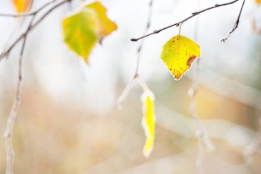 Donmuş bitkiler, rime bulanmış genç ağaçlar. Renkleri altın sarısı bir yaprak ve dalları vardır. Soyut doğal botanik desen, doku, arka plan. Kış Harikalar Diyarı. Mevsimler, doğa