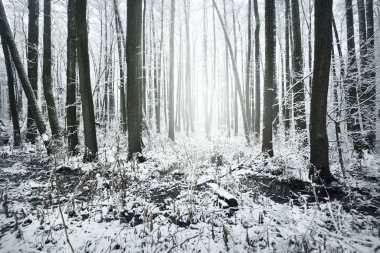 Kar fırtınasından sonra donmuş bataklık ve orman manzarası. İlk kar. Ağaç donundaki ağaçlar. Kış Harikalar Diyarı. Mevsimler, ekoloji, çevre koruma, doğa. Monokrom görüntüsü. Atmosferik manzara