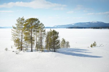 Genç çam ağaçları ve açık bir günde kar fırtınasından sonra donmuş bir göl. Arka planda dağ zirveleri var. Idyllic kış manzarası. Ekoloji, çevre, iklim değişikliği. Kola Yarımadası, Karelia, Rusya