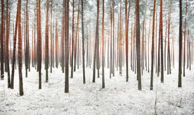 Evergreen forest in a fog. Mighty pine, spruce, fir trees covered by the first snow. Early winter. Atmospheric landscape. Ecotourism, nordic walking, nature, seasons clipart