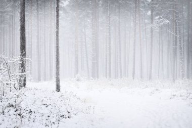 Karla kaplı çam ağaçları arasında kar fırtınasında bir patika. Her daim yeşil olan ağaçlar. Atmosferik manzara. Idyllic kırsal kesim. Kış Harikalar Diyarı. Saf doğa, iklim değişikliği, mevsimler