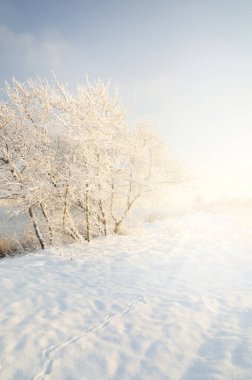 Açık bir günde karla kaplı ormanın (eski şehir parkı) resimli panoramik manzarası. Ağaç donundaki ağaçlar yakın plan. Kış Harikalar Diyarı. Mevsimler, iklim değişikliği, saf doğa, ekoloji, çevre