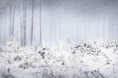 Kar fırtınasında çam ağaçlarıyla kaplı bir orman. Her daim yeşil olan ağaçlar. Atmosferik manzara. Idyllic kırsal kesim. Kış Harikalar Diyarı. Panoramik manzara. Saf doğa, iklim değişikliği, mevsimler