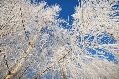 Kar fırtınasından sonra huş ağacının alçak açılı görüntüsü, ağaç gövdeleri yakın plan. Dalların üzerinde don var. Açık mavi gökyüzü. Ilık güneş ışığı. Letonya