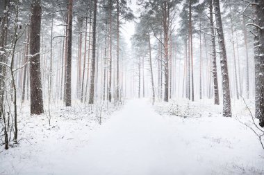 Karla kaplı çam ağaçları arasında kar fırtınasında bir patika. Her daim yeşil olan ağaçlar. Atmosferik manzara. Idyllic kırsal kesim. Kış Harikalar Diyarı. Saf doğa, iklim değişikliği, mevsimler