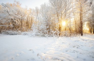 Gün batımında karla kaplı ormanın atmosferik manzarası. Saf güneş ışığı. Dalların üzerinde bir buz tabakası. Kış Harikalar Diyarı. Mevsimler, ekoloji, küresel ısınma, eko-turizm, Noel tatilleri, grafik kaynakları