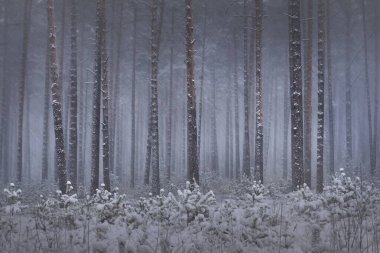 Kar fırtınasında çam ağaçlarıyla kaplı bir orman. Her daim yeşil olan ağaçlar. Karanlık atmosferik manzara. Idyllic kırsal kesim. Kış Harikalar Diyarı. Panoramik manzara. Saf doğa, iklim değişikliği, mevsim