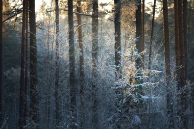 Gün batımında kozalaklı bir ormanda çam ağacı, ladin ve huş ağacı duvarı. Ağaç gövdelerinde parlayan altın akşam güneşi. Karanlık orman peri masalı. Kış Harikalar Diyarı. Finlandiya