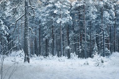 Çam, ladin ve ardıç ağaçlarından oluşan bir duvar gün doğumunda meydana gelen kar fırtınasından sonra kozalaklı bir ormanda. Ağaç gövdelerinde parıldayan altın sabah güneşi. Kış Harikalar Diyarı. Laponya, Finlandiya