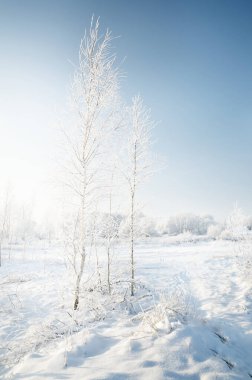 Açık bir günde karla kaplı ormanın (eski şehir parkı) resimli panoramik manzarası. Ağaç donundaki ağaçlar yakın plan. Kış Harikalar Diyarı. Mevsimler, iklim değişikliği, saf doğa, ekoloji, çevre