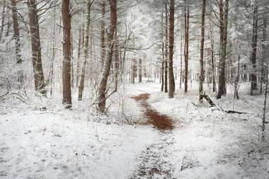 Sis içinde ormanın içinden geçen bir yol. Güçlü ağaçlar, kütükler ve dallar ilk karla kaplı. Kış başlangıcı. Atmosferik manzara. Doğa, mevsimler, iklim değişikliği, ekoloji, çevre