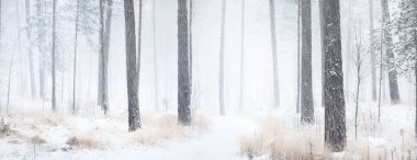Karla kaplı çam ağaçları arasında kar fırtınasında bir patika. Her daim yeşil olan ağaçlar. Panoramik manzara. Idyllic kırsal kesim. Kış Harikalar Diyarı. Saf doğa, iklim değişikliği, mevsimler