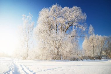 Yaprak döken ağaç kristal berraklığıyla kaplanmış. Idyllic manzara. Açık mavi gökyüzü. Kış Harikalar Diyarı. Doğa, iklim değişikliği, ekoloji, çevre koruma