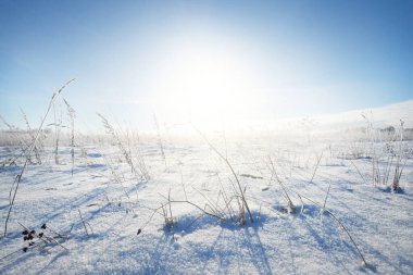 Kar fırtınasından sonra karla kaplı alanın panoramik görüntüsü. Çalılar yakın plan. Gün ortası güneşi. Açık mavi gökyüzü. Buz çölü. Kış Harikalar Diyarı. Noel tatilleri, küresel ısınma teması. Laponya, Finlandiya