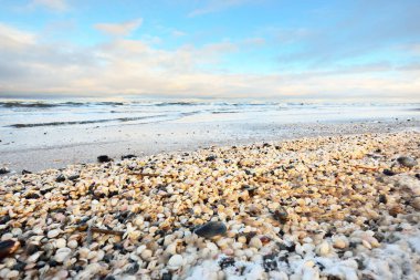 Bir sürü deniz kabuğuyla kaplı Baltık deniz kıyısından bir manzara. Riga Körfezi, Letonya. Renkli dramatik bulut manzarası. Kararsız hava, dalgalar, su sıçramaları. Kış turizmi, küresel ısınma