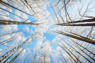 Low angle view of the birch forest after a blizzard, tree trunks close-up. Hoar frost on branches. Clear blue sky. Warm sunlight. Latvia clipart