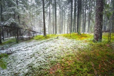 Evergreen çam ve yosunlu huş ağaçları beyaz bir siste. Ormandaki ilk kar, altın yapraklar, Finlandiya. Ağaç kütükleri yakın plan. Atmosferik manzara. Mevsimler, iklim değişikliği, çevre koruma
