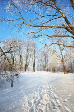 Eski şehir parkında, uzun ağaç gövdeleri yaklaşan bir kar fırtınasından sonra bir patika. Dalların üzerinde don var. Taze karda insan izleri. Yerdeki gölgeler. Açık mavi gökyüzü. - Letonya. Kış sahnesi