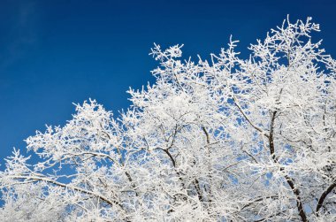 Kar kaplı ağaçlar, kar fırtınasından sonra açık mavi gökyüzüne karşı, ağaçların dallarında donma, yakın çekim. Kış Harikalar Diyarı. Hava, iklim değişikliği, doğa, çevre, doğal zemin, doku